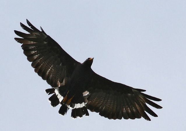 Photo (2): Common Black Hawk