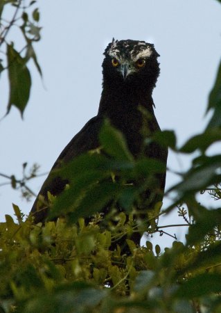 Photo (1): Black Hawk-Eagle