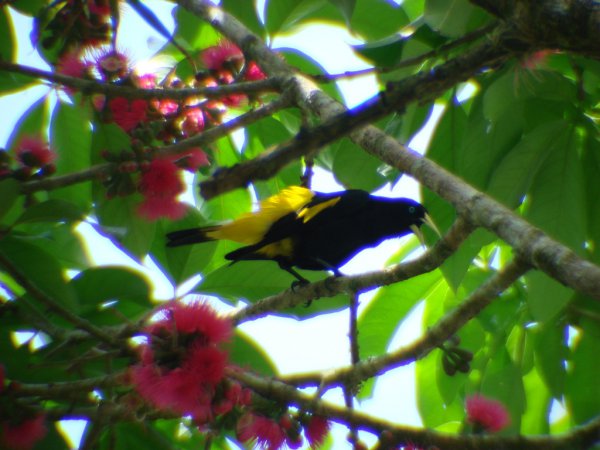 Photo (5): Yellow-rumped Cacique