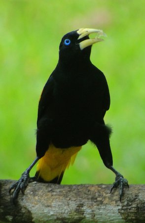 Photo (12): Yellow-rumped Cacique