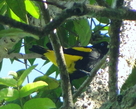 Photo (2): Yellow-rumped Cacique
