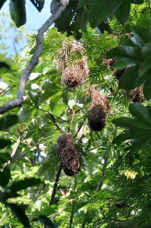 Photo (3): Yellow-rumped Cacique