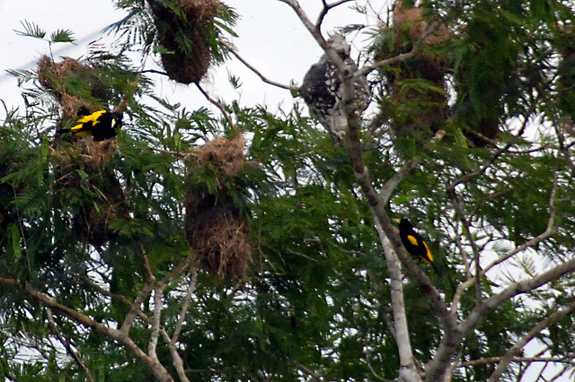 Photo (14): Yellow-rumped Cacique