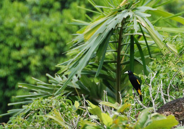 Photo (16): Yellow-rumped Cacique