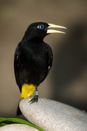 Photo (17): Yellow-rumped Cacique