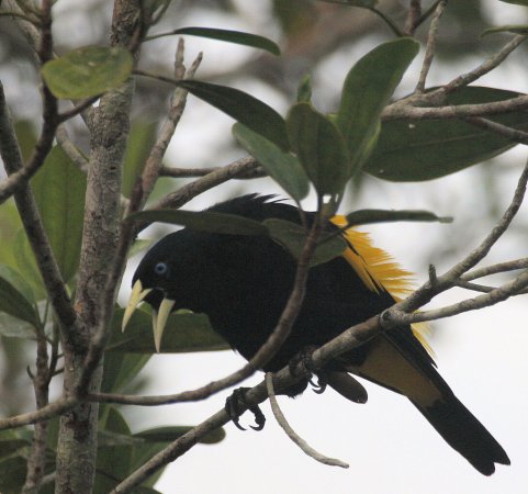 Photo (10): Yellow-rumped Cacique