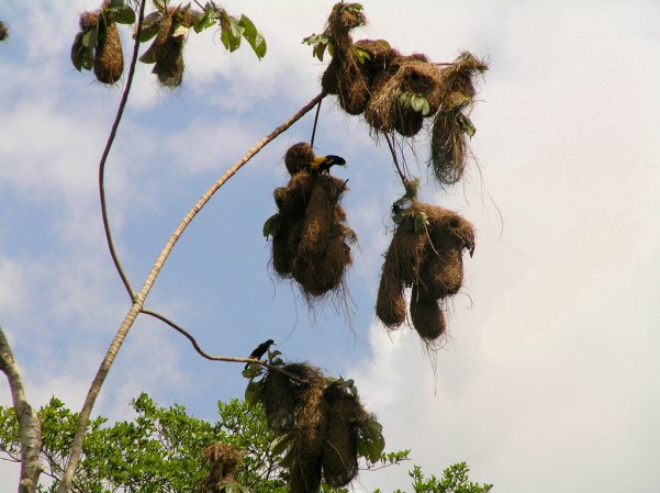 Photo (1): Yellow-rumped Cacique