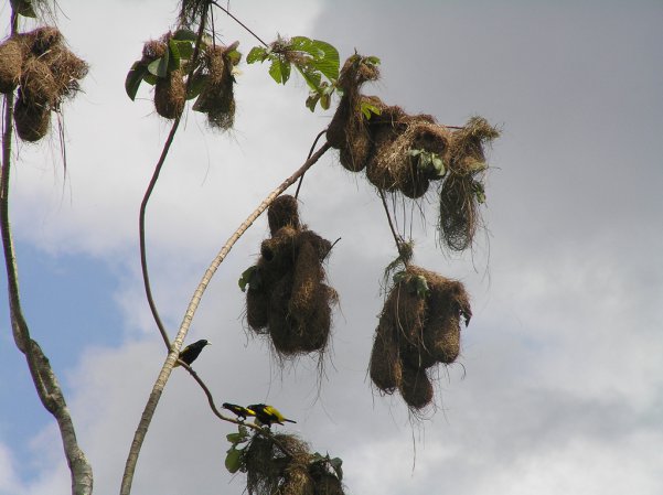 Photo (6): Yellow-rumped Cacique