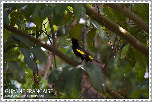 Photo (13): Yellow-rumped Cacique