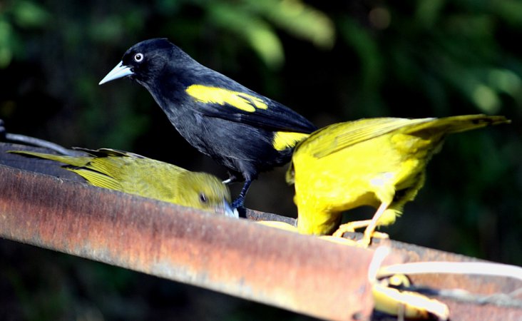 Photo (8): Yellow-rumped Cacique