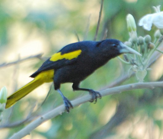 Photo (4): Yellow-winged Cacique