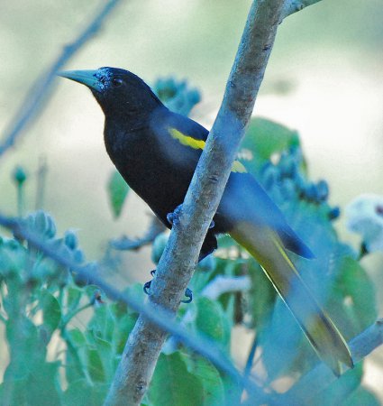 Photo (3): Yellow-winged Cacique