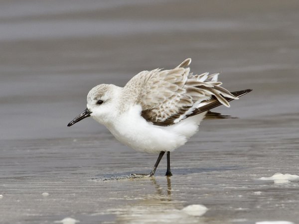 Photo (13): Sanderling