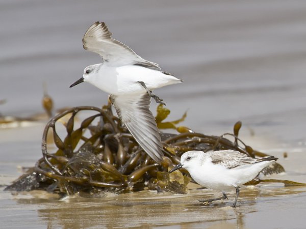 Photo (15): Sanderling