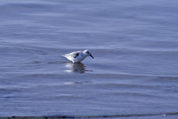 Photo (18): Sanderling