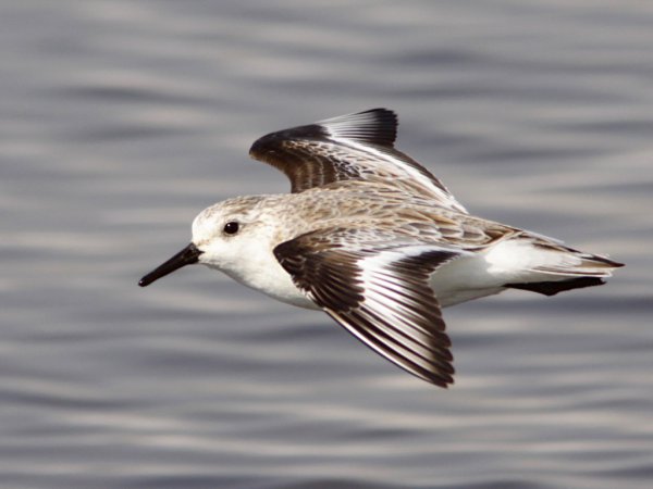 Photo (4): Sanderling