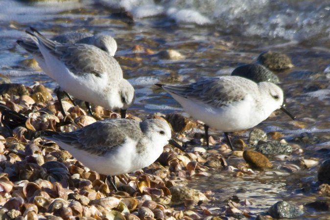 Photo (17): Sanderling