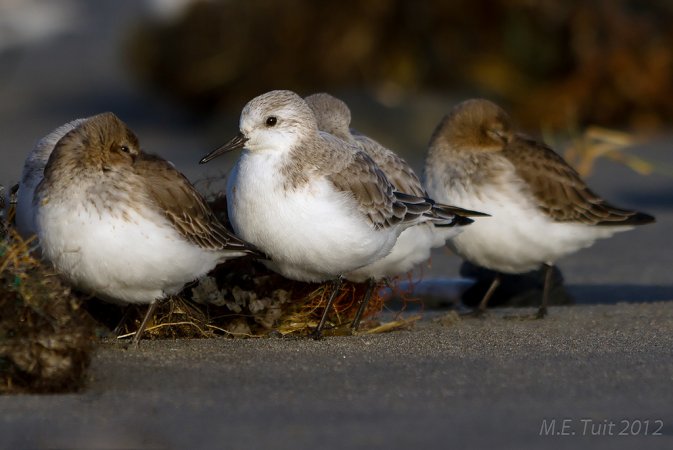 Photo (10): Sanderling