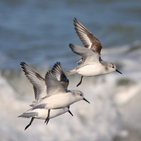 Photo (14): Sanderling