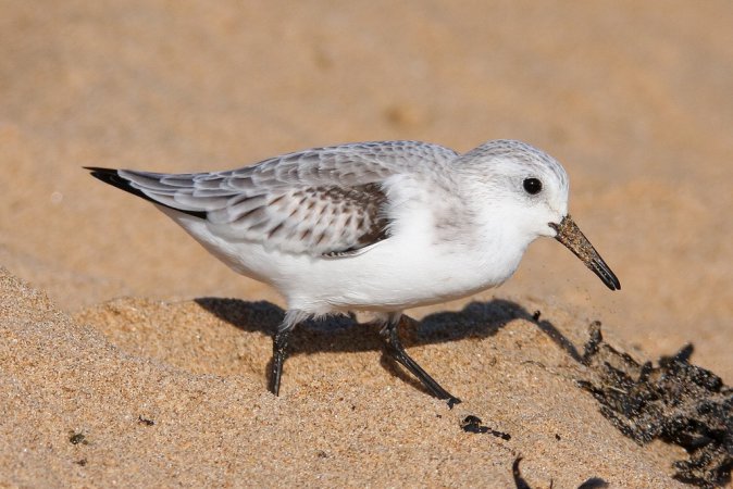 Photo (12): Sanderling