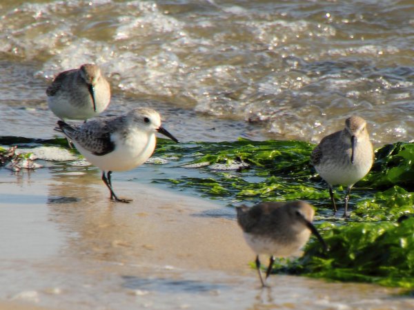 Photo (16): Sanderling