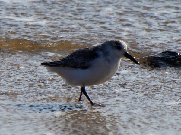 Photo (19): Sanderling