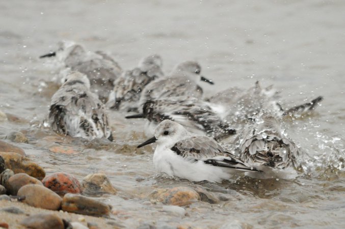 Photo (6): Sanderling