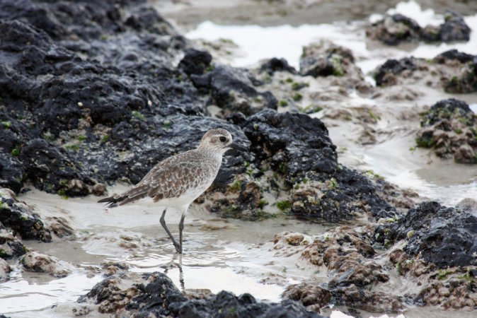 Photo (16): Black-bellied Plover