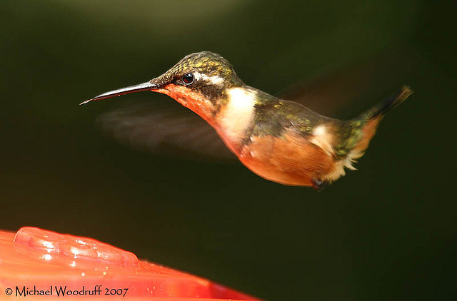 Photo (4): Purple-throated Woodstar