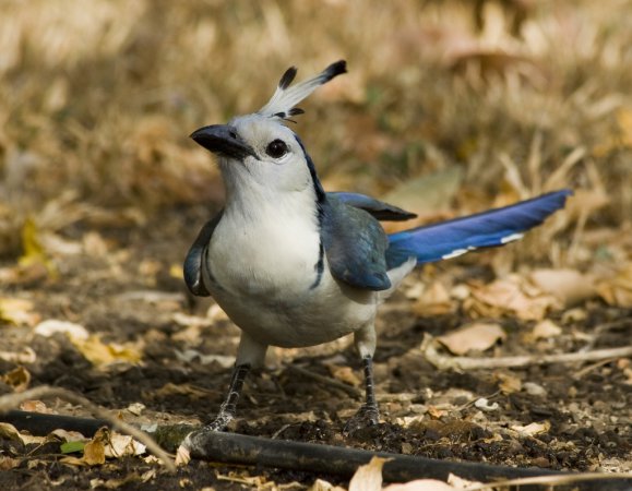 Photo (2): White-throated Magpie-Jay