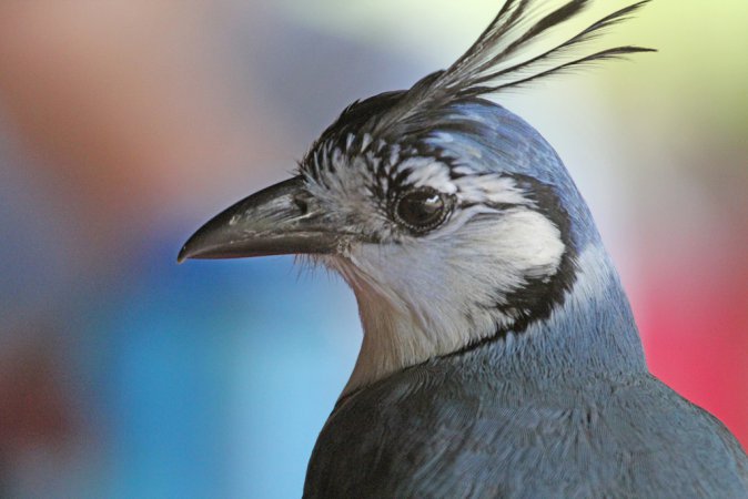 Photo (12): White-throated Magpie-Jay