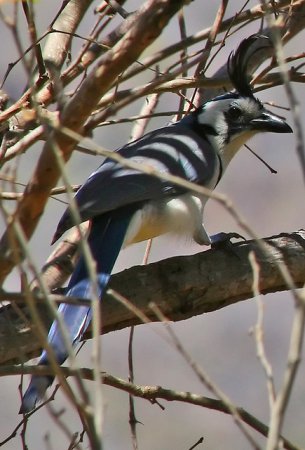 Photo (7): White-throated Magpie-Jay