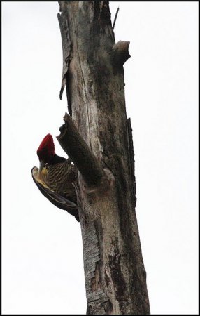 Photo (6): Pale-billed Woodpecker