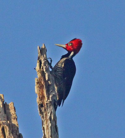Photo (5): Pale-billed Woodpecker