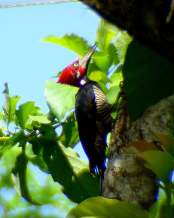 Photo (8): Crimson-crested Woodpecker