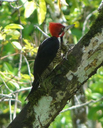 Photo (5): Crimson-crested Woodpecker