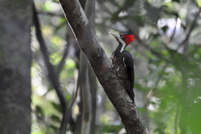 Photo (4): Crimson-crested Woodpecker