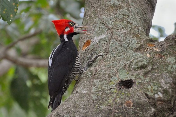 Photo (1): Crimson-crested Woodpecker