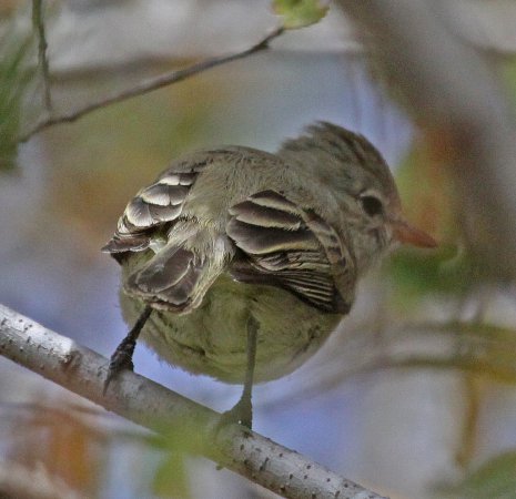 Photo (10): Northern Beardless-Tyrannulet