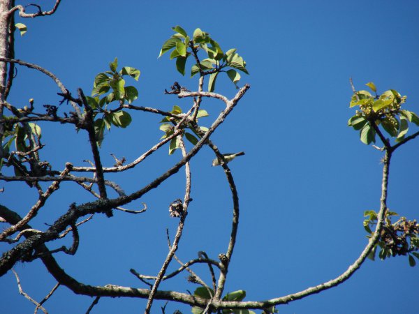 Photo (6): Southern Beardless-Tyrannulet