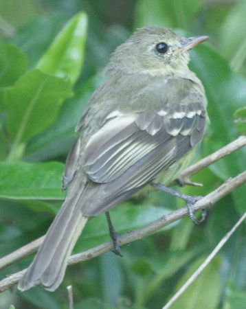 Photo (9): Southern Beardless-Tyrannulet