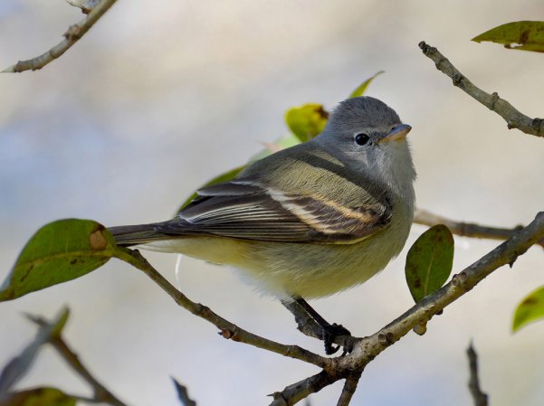 Photo (8): Southern Beardless-Tyrannulet