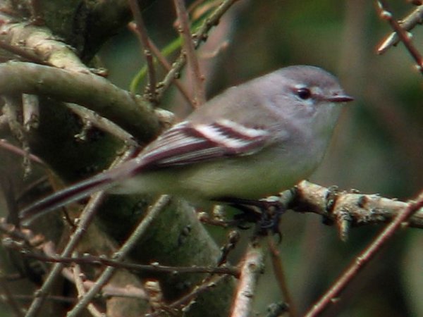 Photo (7): Southern Beardless-Tyrannulet