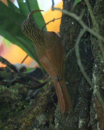 Photo (1): Red-billed Scythebill