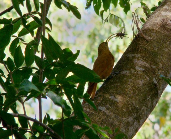 Photo (2): Red-billed Scythebill