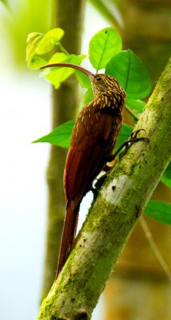 Photo (4): Red-billed Scythebill