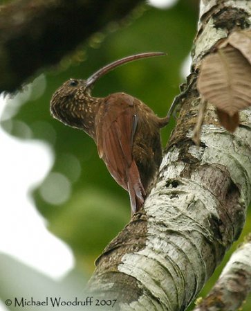 Photo (3): Red-billed Scythebill