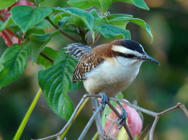 Photo (12): Rufous-naped Wren