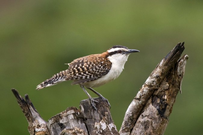 Photo (5): Rufous-naped Wren