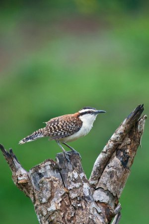 Photo (7): Rufous-naped Wren